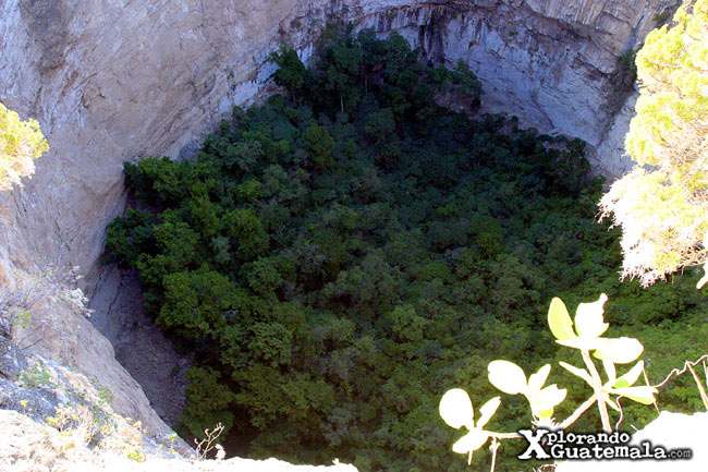 - bosque cimaron